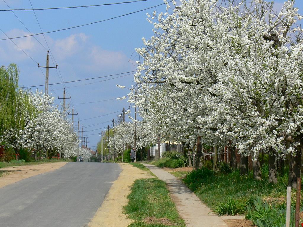Élő Tisza Vendégház Nagykoru Esterno foto